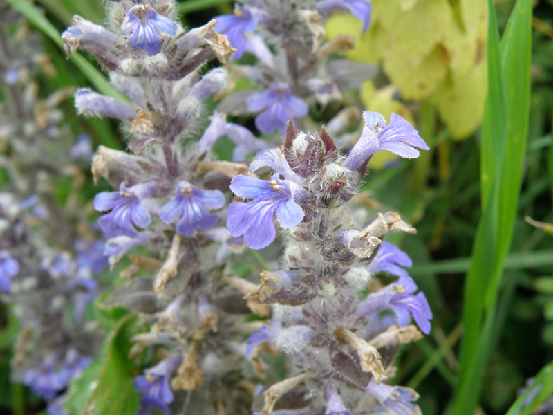 Ajuga reptans